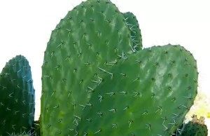 Opuntia megacantha