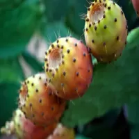 opuntia ficus indica