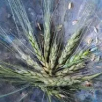 Wheat Seeds, Blue Ethiopian Emmer