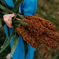 Mennonite Sweet Cane Sorghum