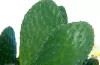 Opuntia megacantha