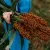 Mennonite Sweet Cane Sorghum