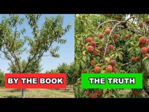 40 Years of Pruning: Why I Stopped Following the Books