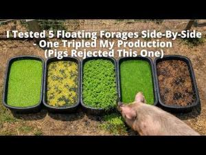 Stop Growing Azolla - This Floating Forage Produces 50% More Protein Per Square Foot