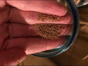 Huauzontle Seed Harvest: November 2020