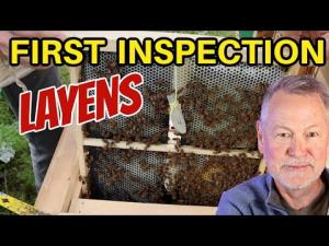 Beekeeping In A Layens Hive: First Inspection After Installing Bees