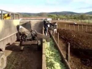 Feeding cactus to cows in large farming operations