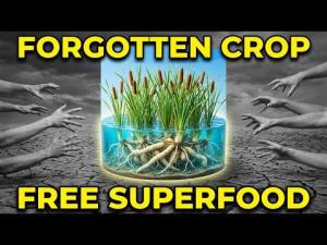 15,000 Calories Per Acre. Edible In 30 Minutes. Why Isn't This Plant Sold Anywhere?