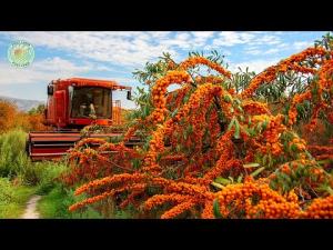 Sea Buckthorn Farming: How Farmers Harvest and Process Tons of Fruit