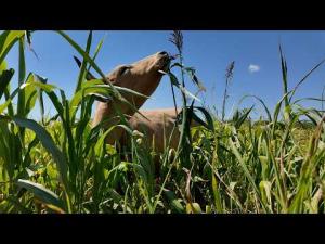 How This Texas Ranch Thrives in Extreme Drought  Cory Ames 25.5K subscribers  Subscribe