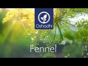 Fennel (Foeniculum vulgare) | Essential-Oil-Plant Portrait by Dr. Malte Hozzel