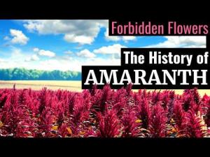 Amaranth: The Sacred Grain That Refused to Die